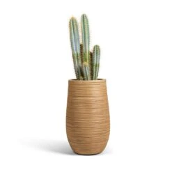 Dune Partner Planter - Almond 24 Dune Partner Planter - Almond -Indoor Plants Store Pilocereus pachycladus azureus Blue Columnar Cactus 17x60cm Dune Partner Planter Almond 25x40cm