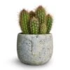 Pilosocereus Gounellei - Xique-Xique Cactus -Indoor Plants Store Pilosocereus gounellei Xique Xique Cactus 10.5x15cm Head Plant Pot Cement 14x11cm