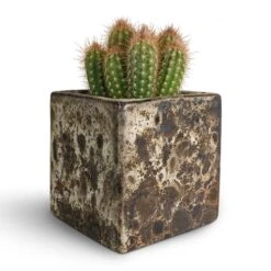 Pilosocereus Gounellei - Xique-Xique Cactus 16 Pilosocereus Gounellei - Xique-Xique Cactus -Indoor Plants Store Pilosocereus gounellei Xique Xique Cactus 10.5x15cm Lava Cube Relic Planter Black 16x16x16cm