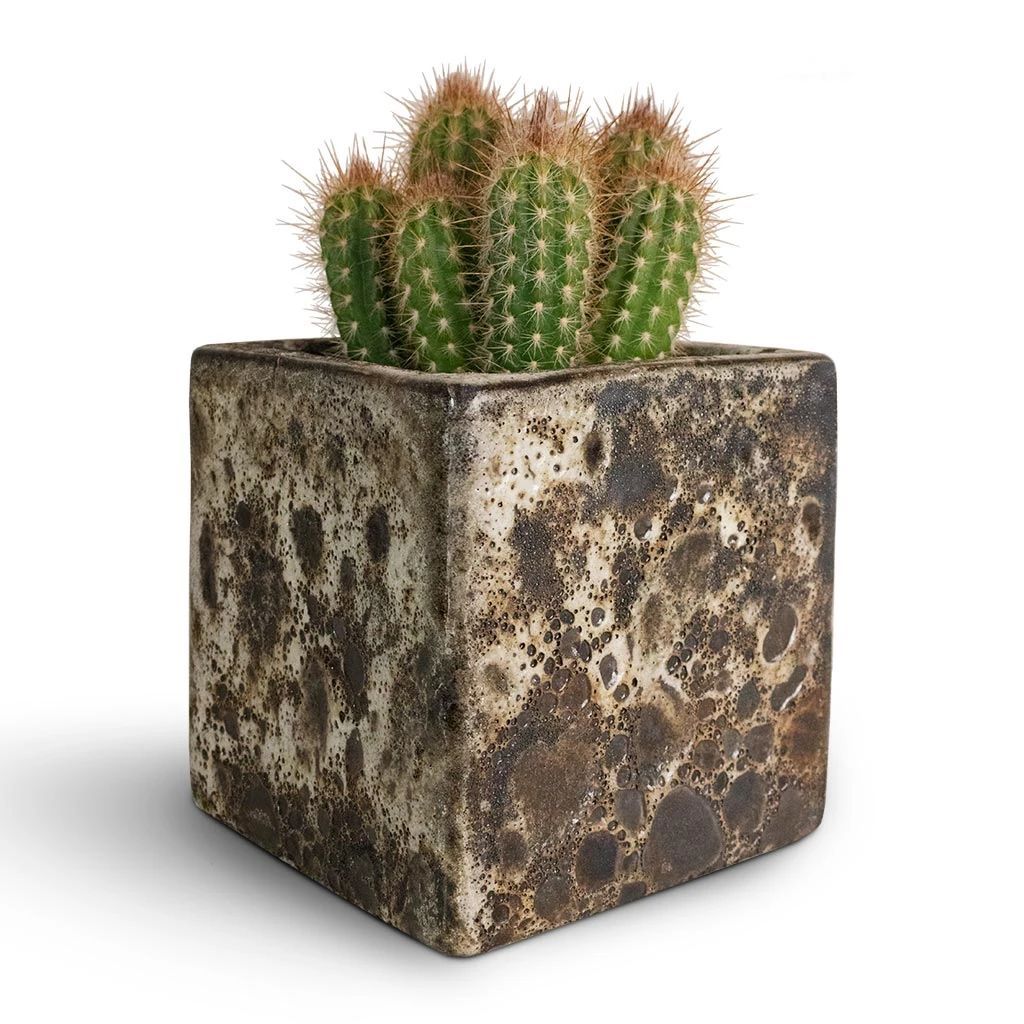 Lava Cube Relic Planter - Black 9 Lava Cube Relic Planter - Black - Image 7