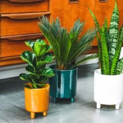 Pisa Plant Pot - Mustard -Indoor Plants Store Pisa Plant Pot Mustard 16 x 19cm