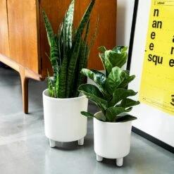 Pisa Plant Pot - White 12 Pisa Plant Pot - White -Indoor Plants Store Pisa Plant Pot White 16 x 19cm