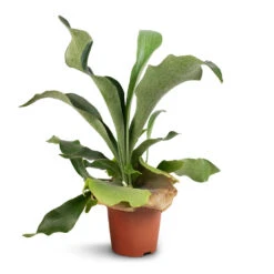 Platycerium Bifurcatum - Common Staghorn Fern -Indoor Plants Store Platycerium Bifurcatum Common Staghorn Fern 12x40cm 1