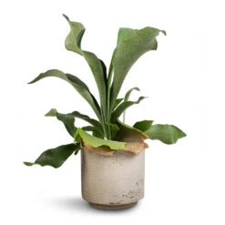 Novi Plant Pot - Grey Washed -Indoor Plants Store Platycerium Bifurcatum Common Staghorn Fern 12x40cm Novi Plant Pot Grey Washed 15x13.5cm d1acab64 28ab 4fe9 bc85 8a192ddea653