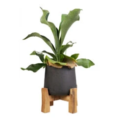 Patt Plant Pot - Low Stand - Black Washed -Indoor Plants Store Platycerium Bifurcatum Common Staghorn Fern 12x40cm Patt Plant Pot Low Stand Black Washed 21x20cm 1 5e6172b0 8676 4520 84d6 aaf8dfd59d0c