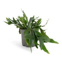 Platycerium Bifurcatum - Common Staghorn Fern -Indoor Plants Store Platycerium Bifurcatum Common Staghorn Fern 17x35cm