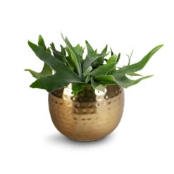Platycerium Bifurcatum - Common Staghorn Fern -Indoor Plants Store Platycerium Bifurcatum Common Staghorn Fern 17x35cm Kody Metal Pant Pots Set3