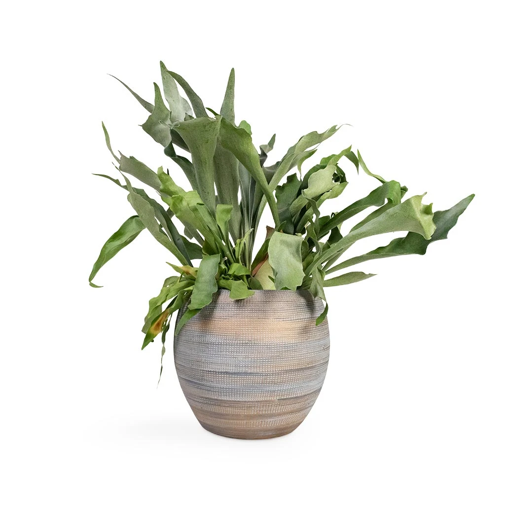 Dex Plant Pot - Earth 4 Dex Plant Pot - Earth - Image 2
