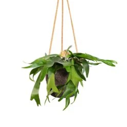 Platycerium Bifurcatum - Common Staghorn Fern -Indoor Plants Store Platycerium bifurcatum Common Staghorn Fern 17x35cm Igmar Hanging Plant Basket Grey 19x17cm 9ede0a35 cdb3 4fd3 9565 b746d835c448