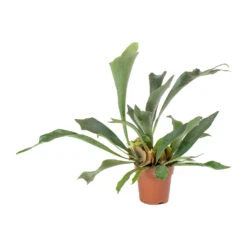 Platycerium Bifurcatum - Common Staghorn Fern -Indoor Plants Store Platycerium bifurcatum Common Staghorn Fern