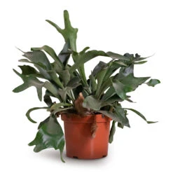 Platycerium Bifurcatum - Common Staghorn Fern -Indoor Plants Store Platycerium bifurcatum Common Staghorn Fern 26x60cm