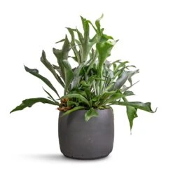 Platycerium Bifurcatum - Common Staghorn Fern -Indoor Plants Store Platycerium bifurcatum Common Staghorn Fern 26x60cm Mini Valerie Plant Pot Black Washed 36x28cm
