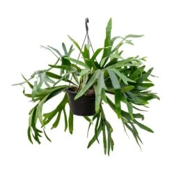 Platycerium Bifurcatum - Common Staghorn Fern -Indoor Plants Store Platycerium bifurcatum Common Staghorn Fern 28x60cm