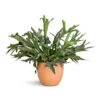 Platycerium Bifurcatum - Common Staghorn Fern 2 Platycerium Bifurcatum - Common Staghorn Fern -Indoor Plants Store Platycerium bifurcatum Common Staghorn Fern 28x60cm Terracotta Plant Pot 38x33cm 2 34b4fed4 82fc 4d14 93b7 7c229c574a41