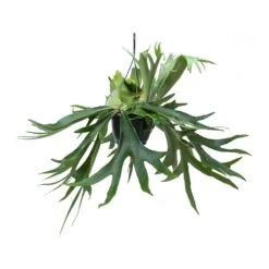 Platycerium Bifurcatum - Common Staghorn Fern -Indoor Plants Store Platycerium bifurcatum Common Staghorn Fern Hanging Indoor Plant