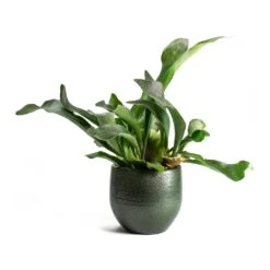 Platycerium Bifurcatum - Common Staghorn Fern -Indoor Plants Store Platycerium bifurcatum Common Staghorn Fern Zembla Plant Pot 9f149bef a8ba 447e b61d a97307c41497