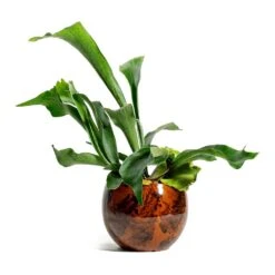 Kae Plant Pot - Cayenne -Indoor Plants Store Platycerium bifurcatum Common Staghorn Fern kae cayenne plant pot a7b53727 2243 41b6 ba62 03d2e69207bd