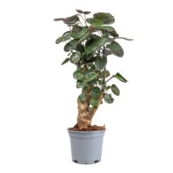 Polyscias Fabian - Aralia Fabian -Indoor Plants Store Polyscias Fabian Aralia Fabian 12x40cm