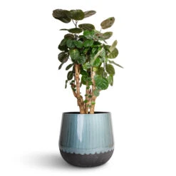 Ninthe Metal Plant Pot - Metallic Petrol 21 Ninthe Metal Plant Pot - Metallic Petrol -Indoor Plants Store Polyscias Fabian Aralia Fabian 24x70cm Ninthe Metal Plant Pot Metallic Petrol 36x31cm 7089797b 9768 4dd7 8e43 0d43afab0e3a