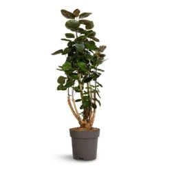 Polyscias Fabian - Aralia Fabian -Indoor Plants Store Polyscias Fabian Aralia Fabian 24x80cm