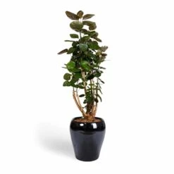 Polyscias Fabian - Aralia Fabian -Indoor Plants Store Polyscias Fabian Aralia Fabian 24x80cm Amora Plant Pot Anthracite Mirror 32x32cm