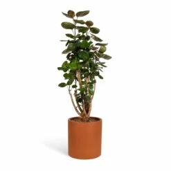 Polyscias Fabian - Aralia Fabian -Indoor Plants Store Polyscias Fabian Aralia Fabian 24x80cm Max Refined Planter Canyon Orange 29x29.5cm