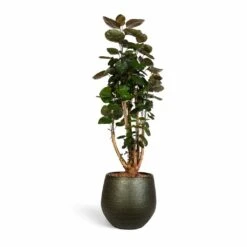 Polyscias Fabian - Aralia Fabian -Indoor Plants Store Polyscias Fabian Aralia Fabian 24x80cm Noor Plant Pot Velvet Green 33x30cm