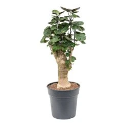 Polyscias Fabian - Aralia Fabian -Indoor Plants Store Polyscias Fabian Aralia Fabian 25cm