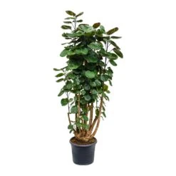 Polyscias Fabian - Aralia Fabian -Indoor Plants Store Polyscias Fabian Aralia Fabian 29x115cm