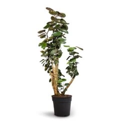 Polyscias Fabian - Aralia Fabian -Indoor Plants Store Polyscias Fabian Aralia Fabian 30x140cm