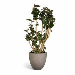 Grigio Egg Pot Planter - Natural Concrete -Indoor Plants Store Polyscias Fabian Aralia Fabian 30x140cm Grigio Egg Pot Planter Natural Concrete 40x36cm 3e1984ba cea8 41c2 bb90 5d2565a22a5b