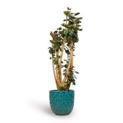 Polyscias Fabian - Aralia Fabian -Indoor Plants Store Polyscias Fabian Aralia Fabian 30x150cm Felix Planters Ocean Blue 37x33cm