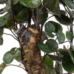 Polyscias Fabian - Aralia Fabian -Indoor Plants Store Polyscias Fabian Aralia Fabian SWATCH