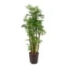 Polyscias Ming - Aralia - HydroCare 2 Polyscias Ming - Aralia - HydroCare -Indoor Plants Store Polyscias Ming Aralia Hydroculture Indoor Plant