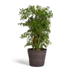 Polyscias Ming - Aralia Ming -Indoor Plants Store Polyscias Ming Aralia Ming 19x60cm Igmar Plant Basket Grey 22x19cm