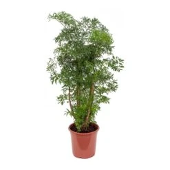 Polyscias Ming - Aralia Ming -Indoor Plants Store Polyscias Ming Aralia Ming 21x80cm