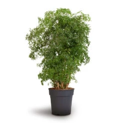 Polyscias Ming - Aralia Ming -Indoor Plants Store Polyscias Ming Aralia Ming 24x80cm