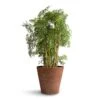 Polyscias Ming - Aralia Ming 1 Polyscias Ming - Aralia Ming -Indoor Plants Store Polyscias Ming Aralia Ming 24x80cm Claire Artstone Plant Pot Oak 32x29cm