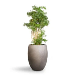 Grigio Tall Balloon Planter - Natural Concrete -Indoor Plants Store Polyscias Ming Aralia Ming 24x80cm Grigio Tall Balloon Planter Natural Concrete 40x50cm 1 c61e6f54 217e 409c a403 f5ac0358c30e