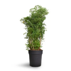 Polyscias Ming - Aralia Ming -Indoor Plants Store Polyscias Ming Aralia Ming 24x80cm 2