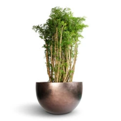 Polyscias Ming - Aralia Ming -Indoor Plants Store Polyscias Ming Aralia Ming 27x110cm Metallic Plant Bowl Matt Coffee 45x27cm