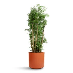 Polyscias Ming - Aralia Ming -Indoor Plants Store Polyscias Ming Aralia Ming 27x110cm Prague Plant Pot Cayenne 28x24cm 837d3368 c294 4074 9145 8949759934e8