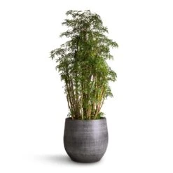 Esra Plant Pot - Mystic Grey 34 Esra Plant Pot - Mystic Grey -Indoor Plants Store Polyscias Ming Aralia Ming 27x90 Esra Plant Pot Mystic Grey 36x32cm 1a24fc3b f4cd 41d0 b350 e8ac8919cb84