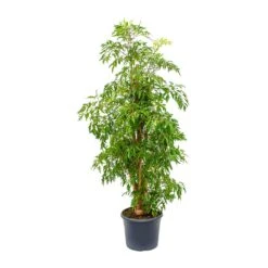 Polyscias Ming - Aralia Ming -Indoor Plants Store Polyscias Ming Aralia Ming 29x130cm