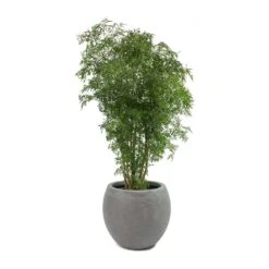 Abby Ball Plant Pot - Ridged Dark Grey -Indoor Plants Store Polyscias Ming Aralia Ming Abby Plant Pot bb1d37f9 0bc3 42e1 a22b 28e1495cd3aa