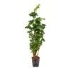 Polyscias Roble - Aralia - HydroCare -Indoor Plants Store Polyscias Roble Aralia Hydroculture Indoor Plant