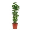 Polyscias Roble - Aralia Roble -Indoor Plants Store Polyscias Roble Aralia Roble c9b5970c a6b0 4a9c a06d f3f012c4490f