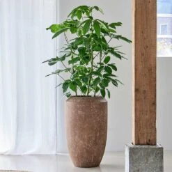 Polystone Coated Plain Coppa Planter - Rock 24 Polystone Coated Plain Coppa Planter - Rock -Indoor Plants Store Polystone Coated Plain Coppa Planter Rock 3