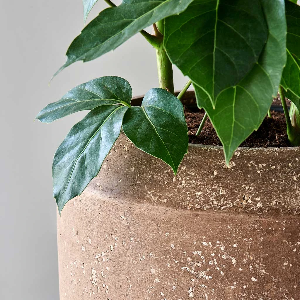 Polystone Coated Plain Coppa Planter - Rock 11 Polystone Coated Plain Coppa Planter - Rock - Image 9