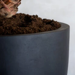 Jesslyn Natural Planter - Black 20 Jesslyn Natural Planter - Black -Indoor Plants Store ProductsJesslynNaturalPlanter Black 2